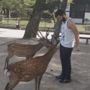 奈良公园喂小鹿视频,日本奈良公园喂小鹿