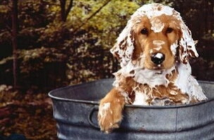 给狗狗注射疫苗的方法视频,给拉布拉多狗打疫苗怎么打