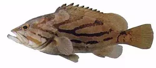 常见的大型海鲜鱼类有哪些,名贵海鲜鱼类大全