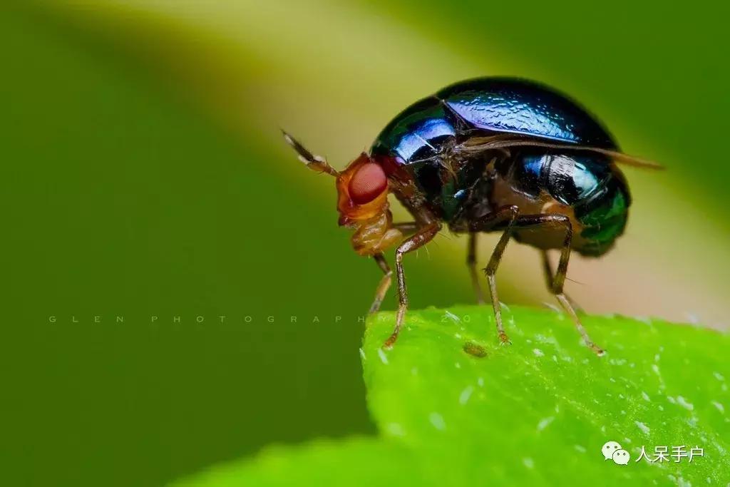 苍蝇的奇葩动作,奇葩宠物苍蝇