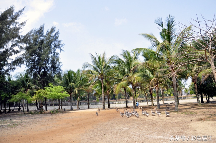 乌石天成台风景,乌石天成台海滩