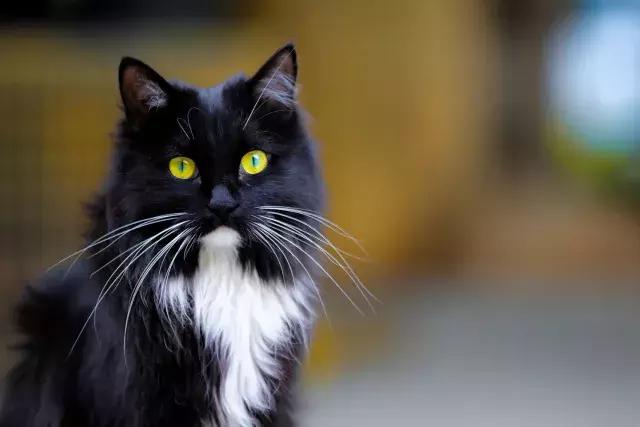 鐚眴妗堜欢,鐚眴鐩存挱琚墦浜嬩欢鍚庣画