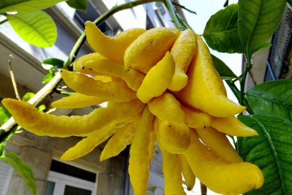 熏香佛手视频,佛手和香橼两味药加起来有啥功效