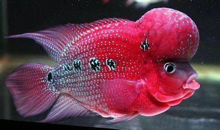 罗汉鱼常见病及治疗方法,罗汉鱼病防治