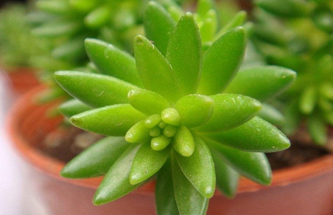 千佛手掉叶子及时脱土能救活吗,千佛手大量掉叶子怎么回事