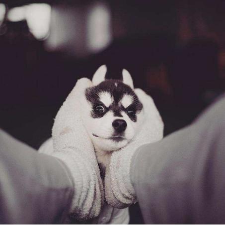 500元一只哈士奇没人要，农民工说了这句话后被路人疯抢