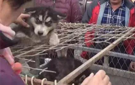 500元一只哈士奇,500块哈士奇