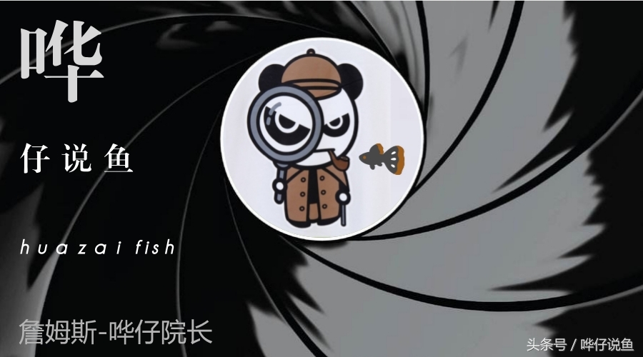 不加硝化细菌新鱼缸能养鱼吗,鱼缸如何不用硝化细菌养鱼