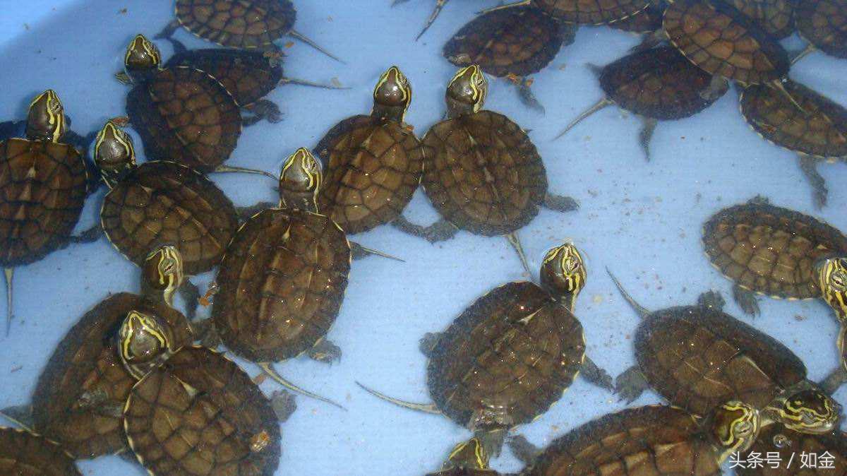 养殖龟赚钱吗,一般养殖什么龟最赚钱