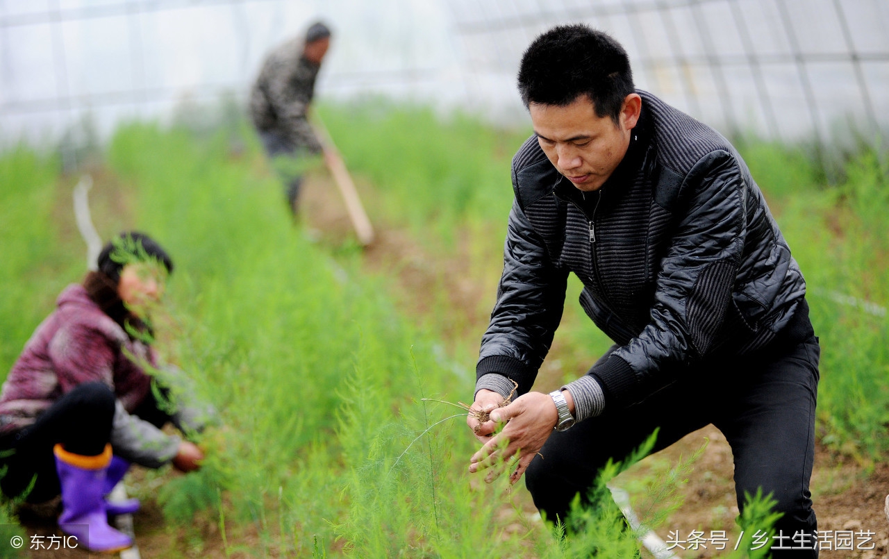芦笋怎么催芽比较发芽率高,芦笋的种植要多长时间才能发芽