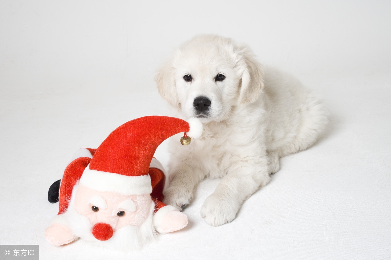 狗爪子真菌感染怎么治,狗爪子最常见的病