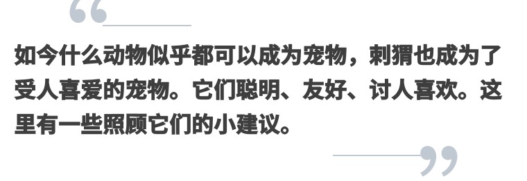 刺猬刚到新家怎么照顾,小刺猬保护自己的方法