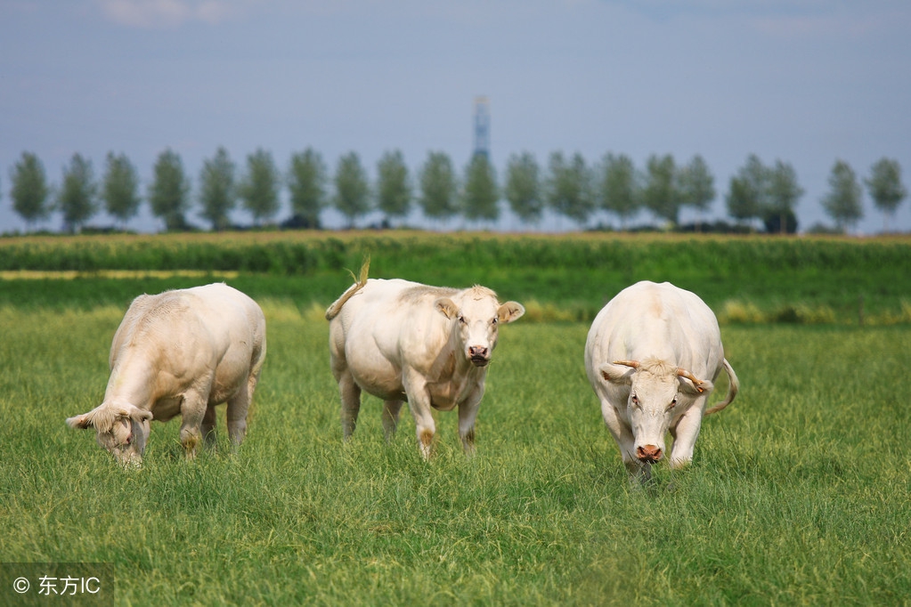 母牛流产常见的7种原因!母牛常见细菌性流产及防治办法!