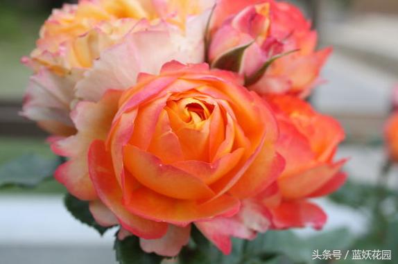 月季不能浇什么水,月季施肥不当怎么处理