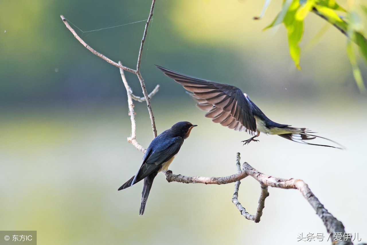 写春燕最美的诗词名句,描写春天燕子的诗句古诗词