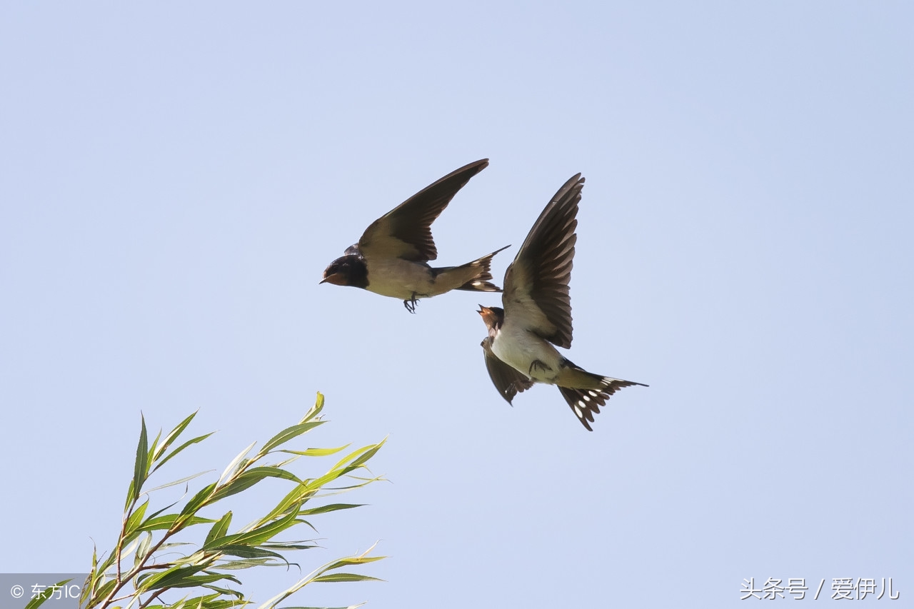 写春燕最美的诗词名句,描写春天燕子的诗句古诗词
