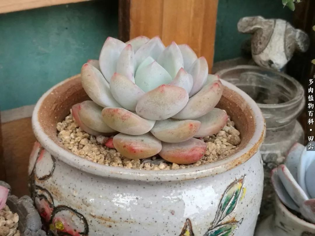 养多肉的精致生活,养多肉的乐趣在于没事瞎折腾