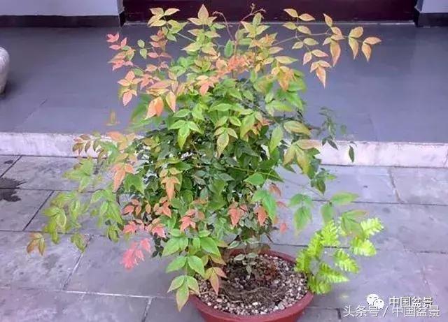 南天竹盆景鉴赏,南天竹盆景能放室内吗