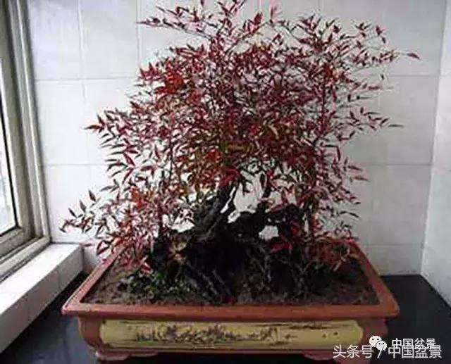 南天竹盆景鉴赏,南天竹盆景能放室内吗