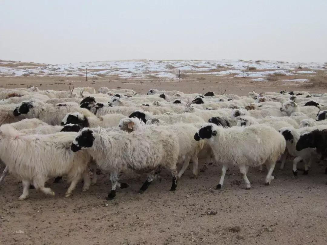 羊胃肠炎症状有哪些,得了羊病还有急救的方法吗