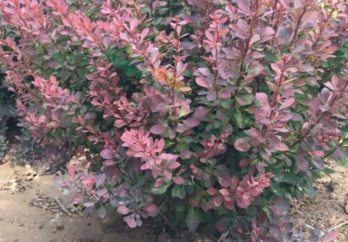 红叶石楠小树苗什么价格,落叶小乔木单价