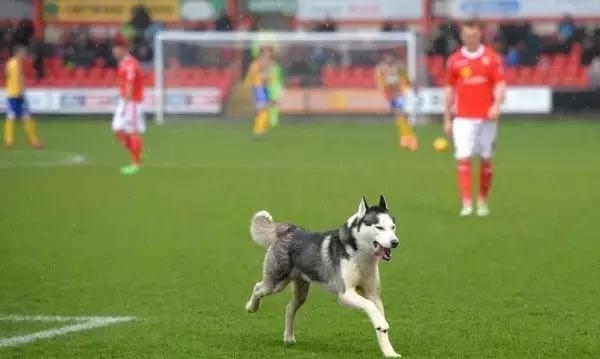 荣膺全场最佳?胖橘带你盘点那些闯入球场的猫猫狗狗