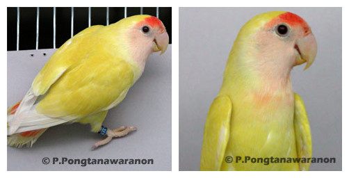 面类牡丹鹦鹉配对基因对照表,牡丹鹦鹉面类详细分类