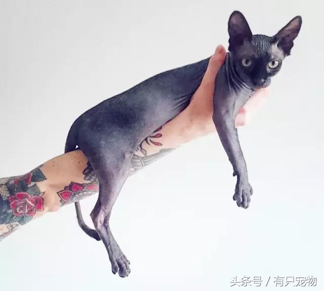 猫咪掉毛不吃化毛膏,无毛猫斯芬克斯掉毛吗