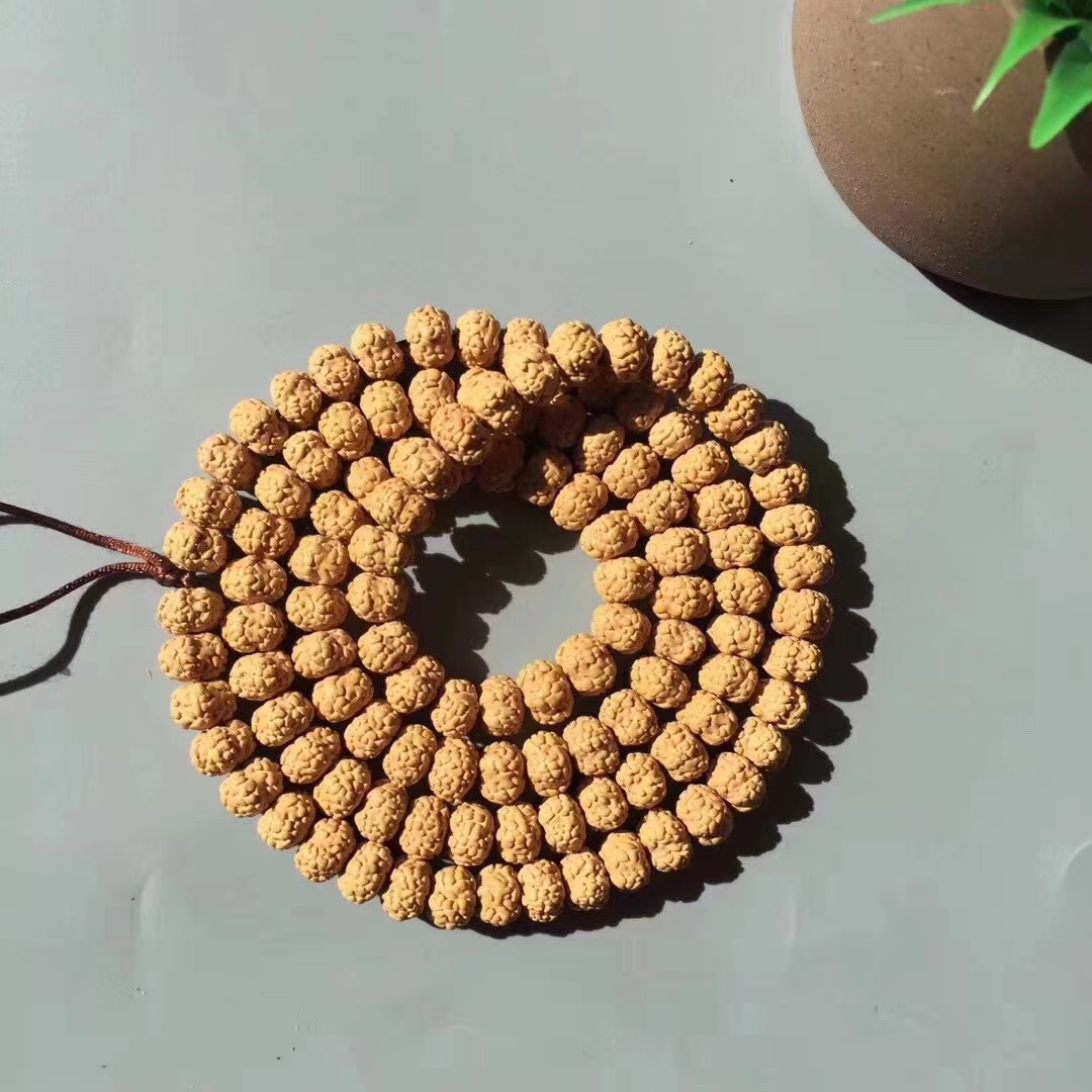 超级飞碟金刚菩提,五瓣爆肉梅花金刚菩提