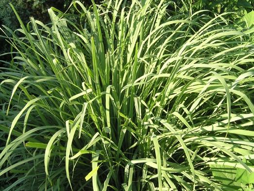 盘点10种世界上著名的带香味的草本植物