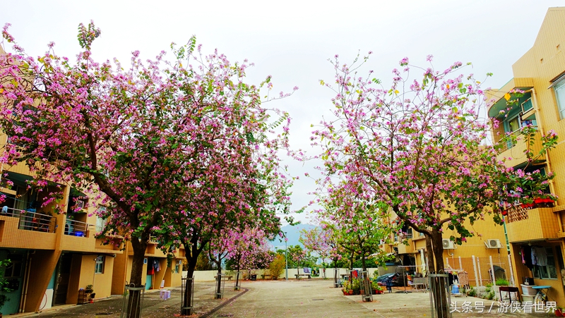 一岛三桥：宁静迷人的香港马湾岛眺望汀九青马汲水门大桥