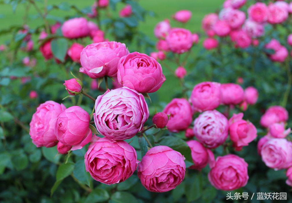 地栽月季怎么浇水,地栽月季浇水的最佳时间