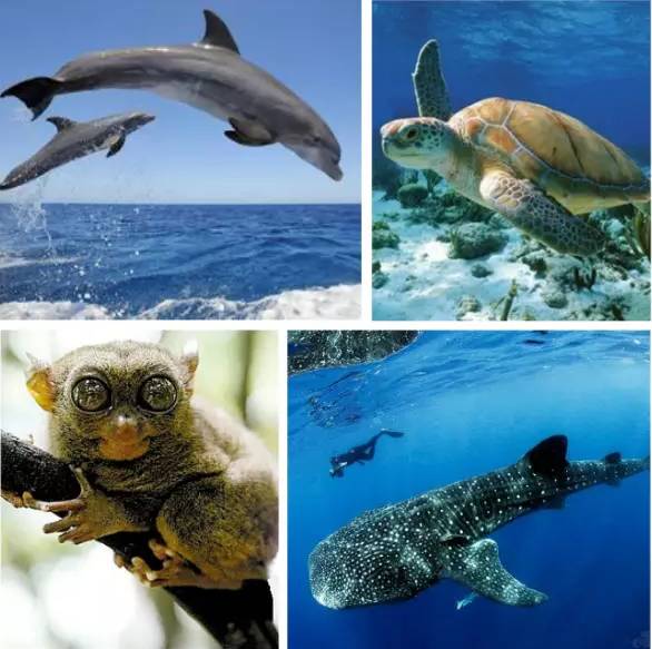 宿雾旅游游记,宿雾在菲律宾哪里