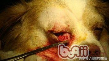 狗狗得了犬第三眼睑增生的症状及诊治