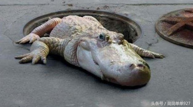 世界上又恐怖又诡异的传说 (世界上令人诡异的十个地方)