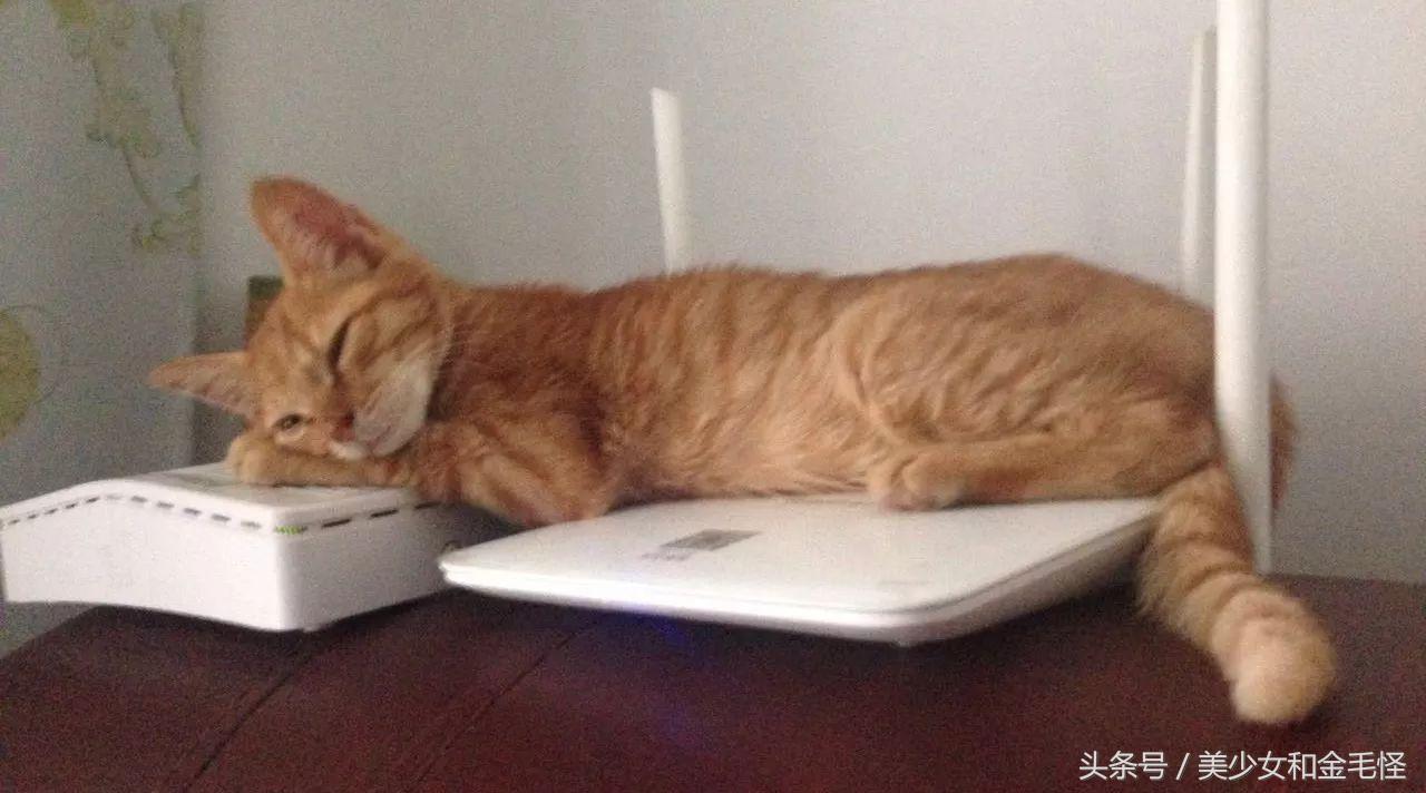 天气冷的猫咪怎么养护好,如何救治冻了的小猫