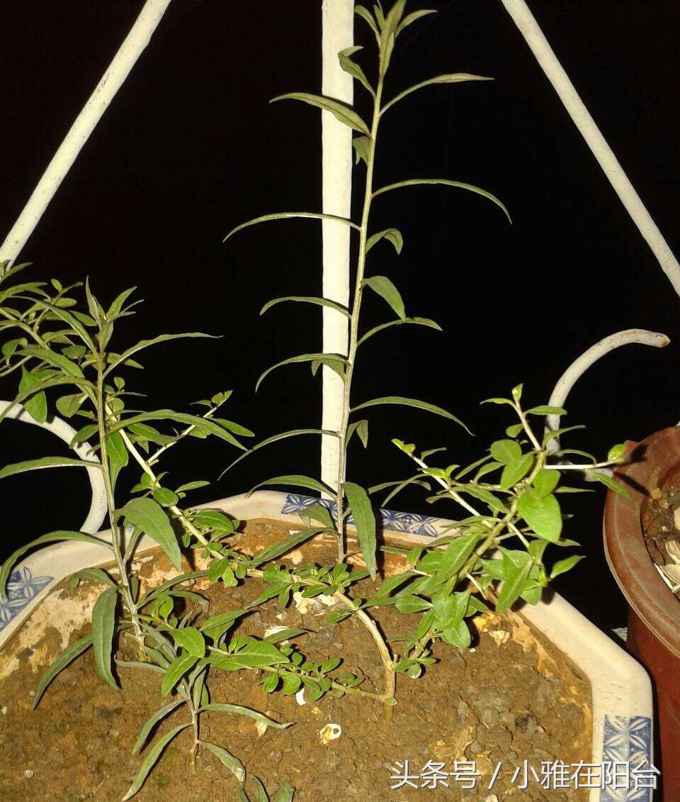 野生枸杞插枝种植方法,春天枸杞盆栽