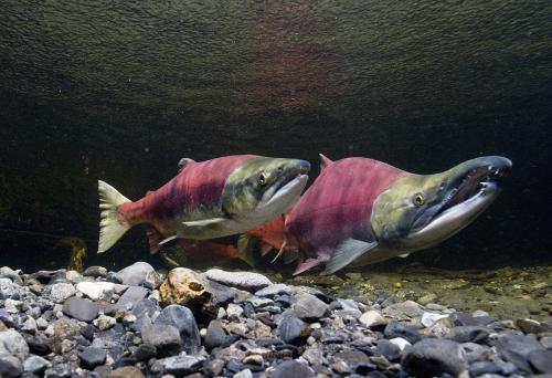 最顶级六种鱼子酱,正宗鱼子酱有哪几种