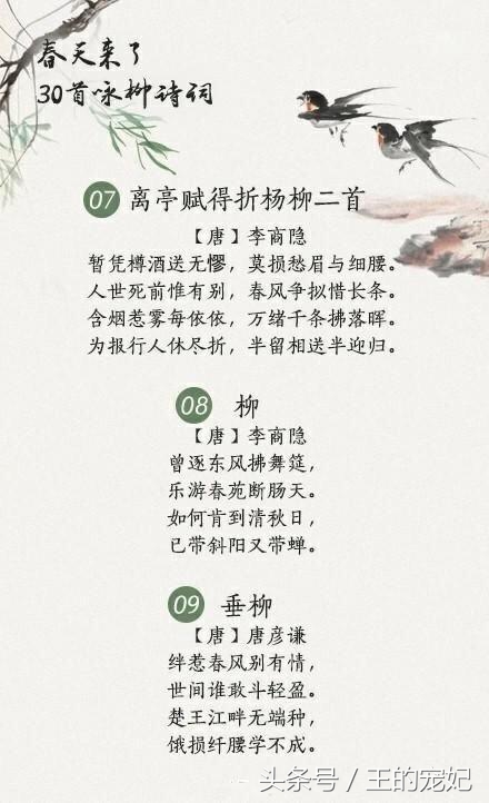 咏柳经典诗词100首,贺知章描述春天柳树的诗句