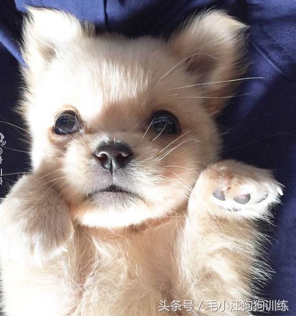 狗生坎坷总爱生病的小黄油，希望你未来的日子健康快乐平平安安！