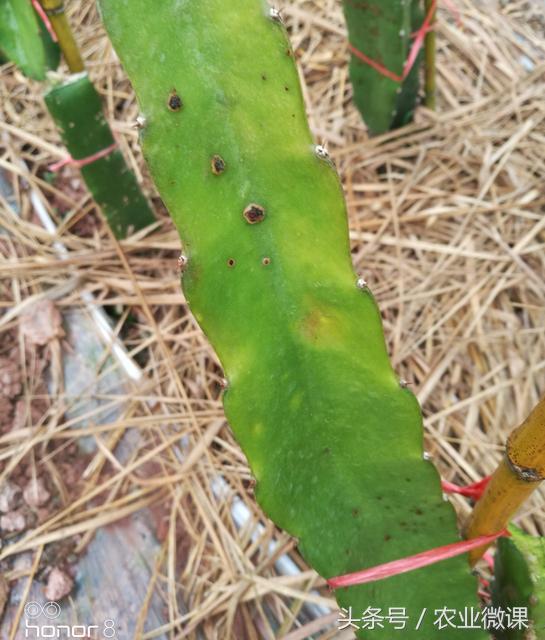 火龙果病虫害使用什么药,火龙果防治病害用什么药最好