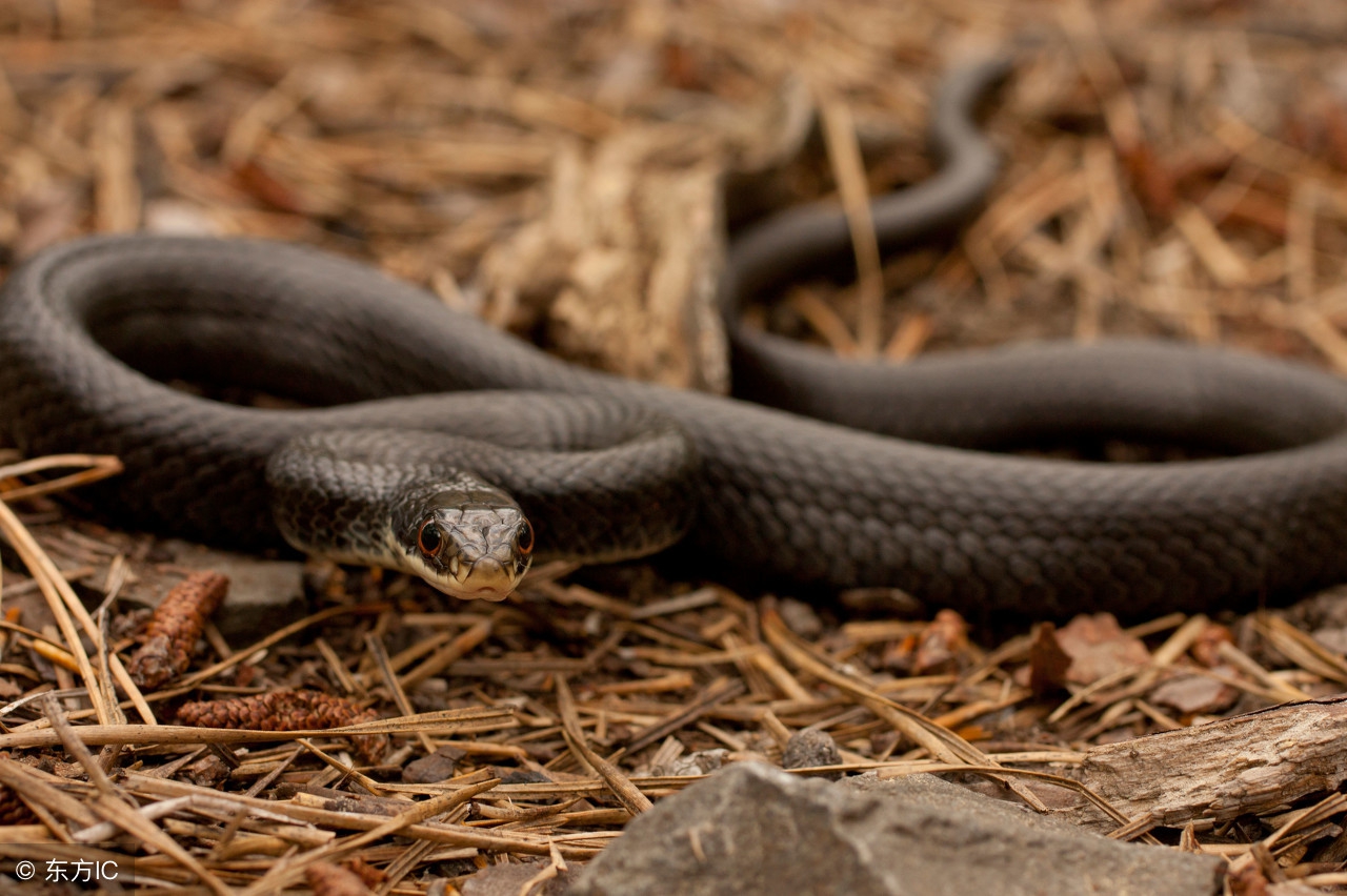 来说说你都做过什么胎梦,你怀孕了做过胎梦吗