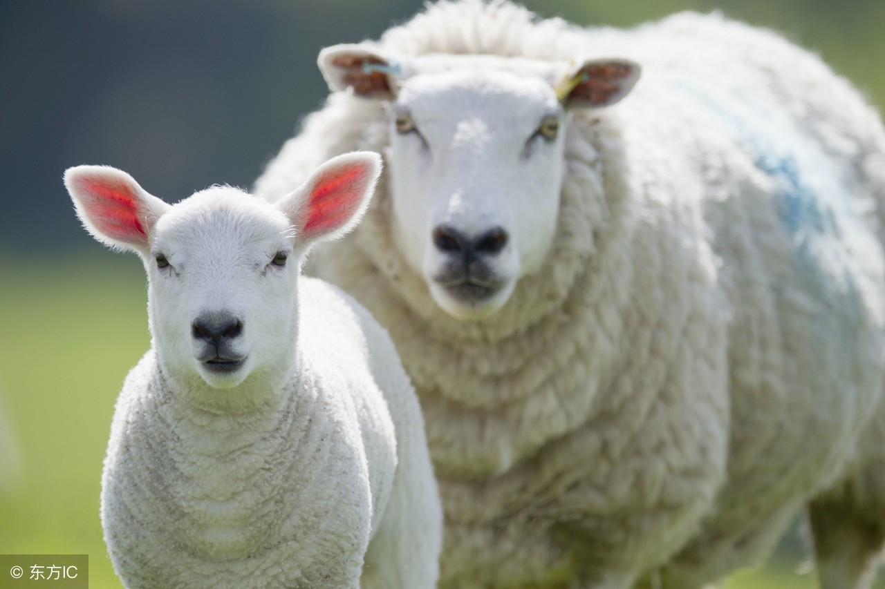 母羊产羊时的注意要点,母羊养殖和生产小羊注意事项