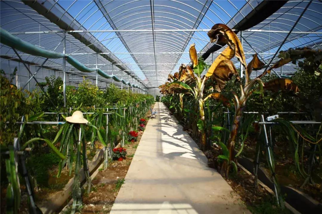 草莓车厘子芒果榴莲菠萝蜜猕猴桃,热带水果芒果榴莲火龙果