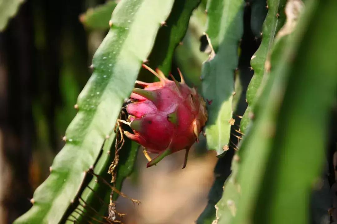 草莓车厘子芒果榴莲菠萝蜜猕猴桃,热带水果芒果榴莲火龙果