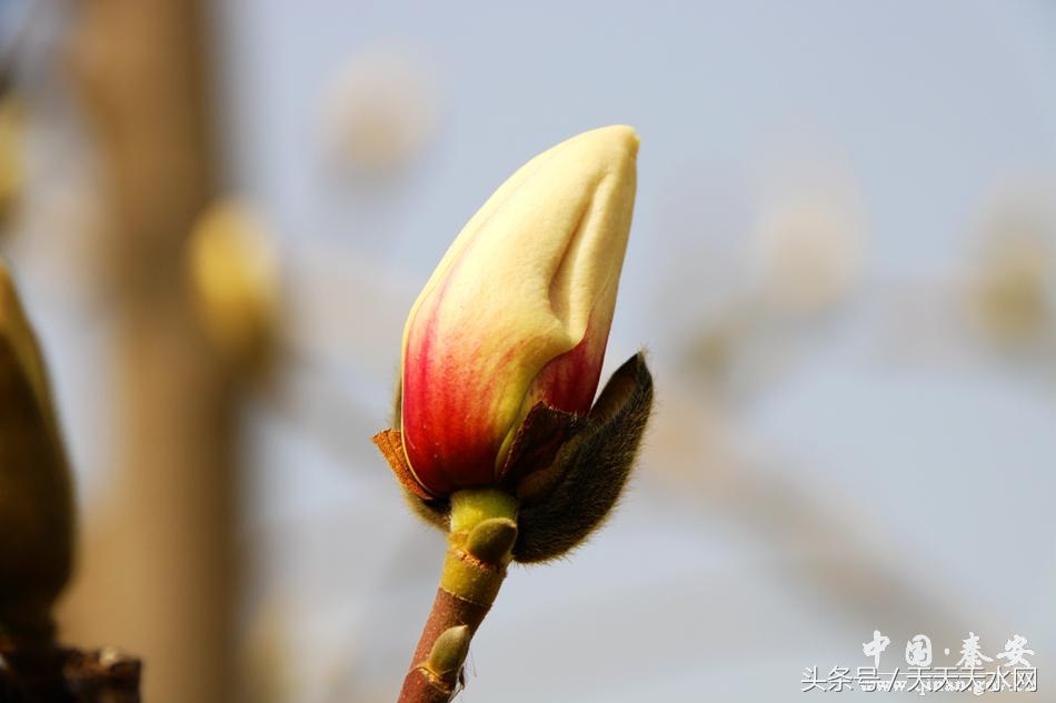 秦安:芳蕊遍地蜜蜂闹*光春**明媚凤山娇