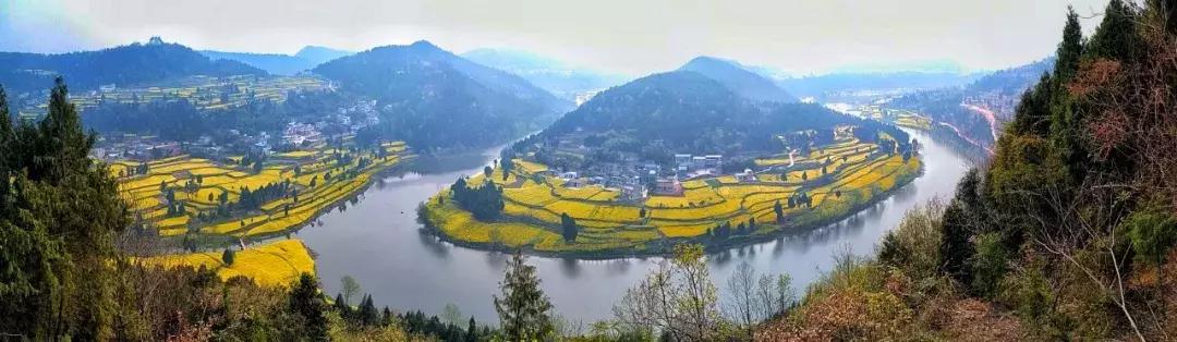 真樱花和假樱花的区别,怎么分辨真樱花还是假樱花