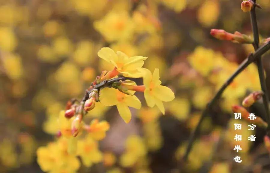 春分养生怎样做到阴阳平衡,春分节气阴阳半分最宜养生