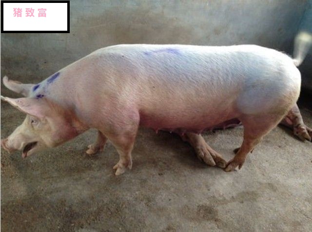 保育猪支原体肺炎怎么能彻底治疗,猪支原体肺炎疫苗的正确使用方法