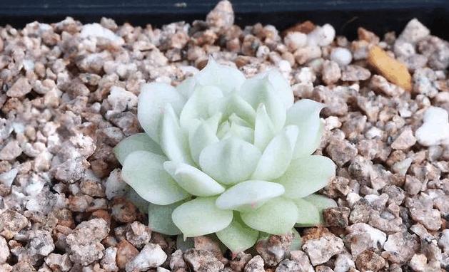 多肉的正常状态,多肉有5个表现